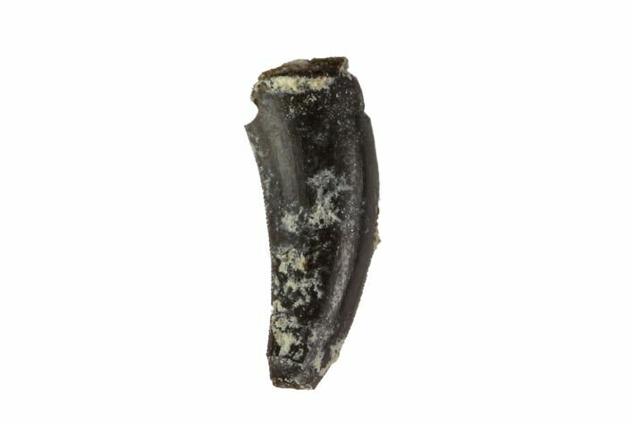 Permian Reptile Tooth - Oklahoma #137638